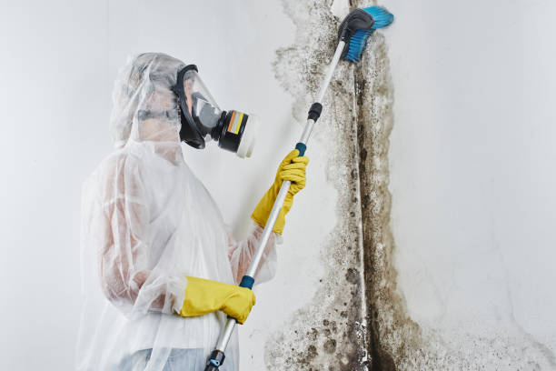 Best Mold Testing  in Goldsboro, NC