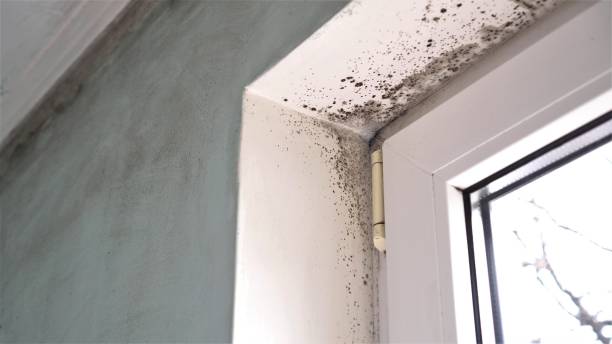 Best Black Mold Removal  in Goldsboro, NC