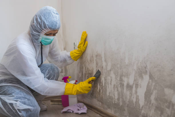 Trusted Goldsboro, NC Mold Removal Experts