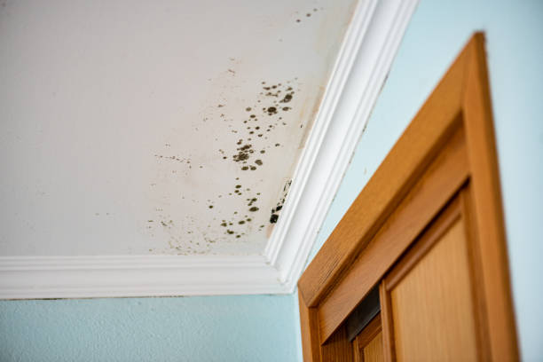 Best Mold Cleaning Services  in Goldsboro, NC