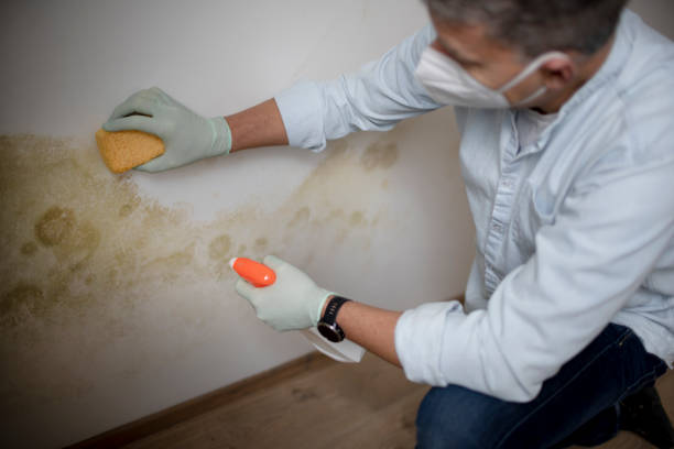 Best Mold Damage Repair  in Goldsboro, NC