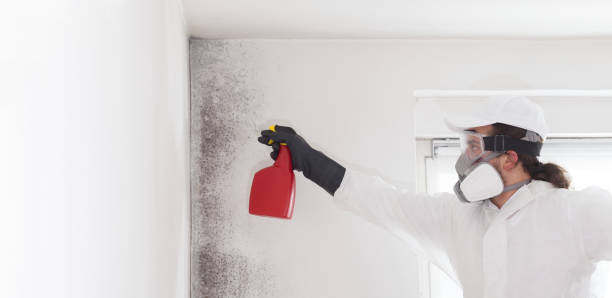 Best Attic Mold Removal  in Goldsboro, NC