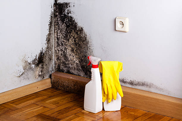 Best Mold Removal Process  in Goldsboro, NC