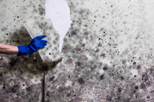 Best Mold Removal Specialists  in Goldsboro, NC